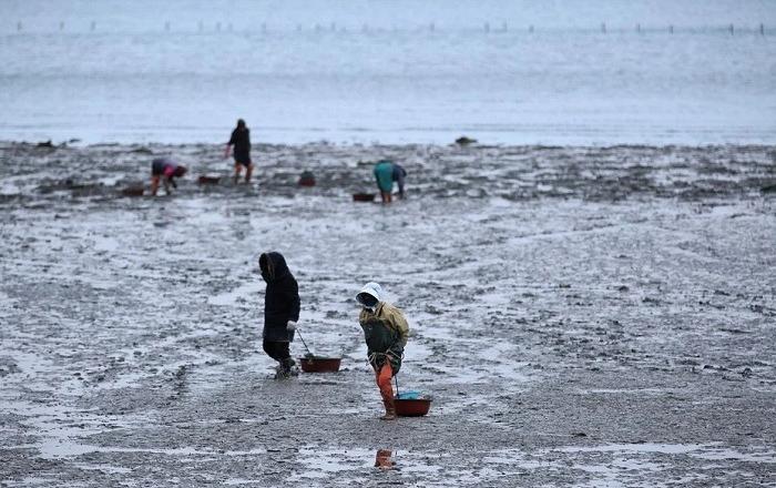 세계 첫 규명... “우리나라 갯벌 연간 26만톤 이산화탄소 흡수”