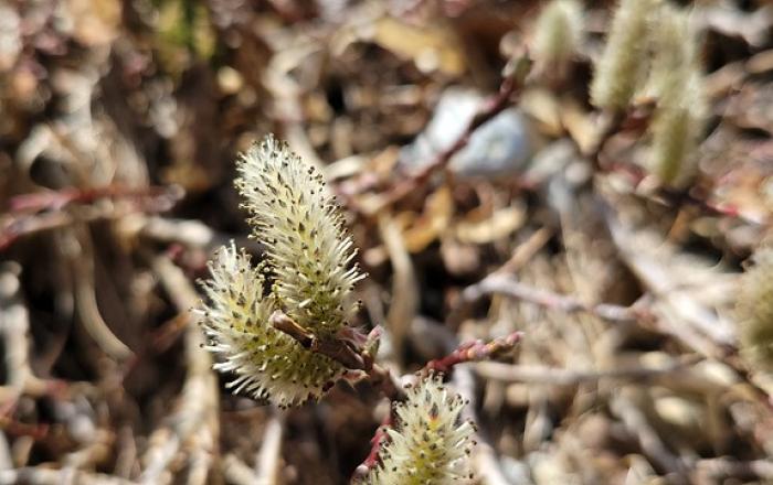 지구 상에 360여 그루만 남아...국제적 희귀 멸종위기식물 ‘제주산버들’