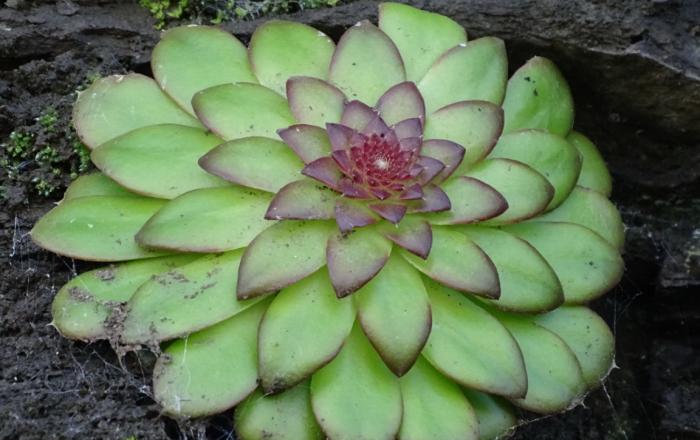 진주 남강 절벽에서 특산식물 진주바위솔 발견