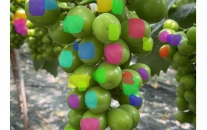 스마트 폰으로 ‘포도알 수’ 쉽게 센다