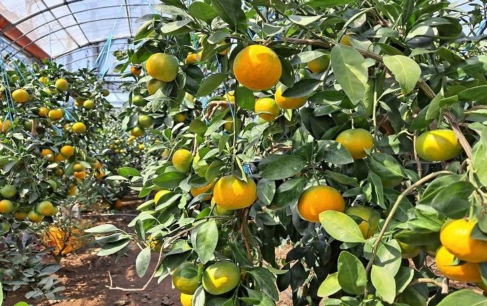 2020년산 감귤 조수입, 감귤산업 이래 첫 9,500억 돌파