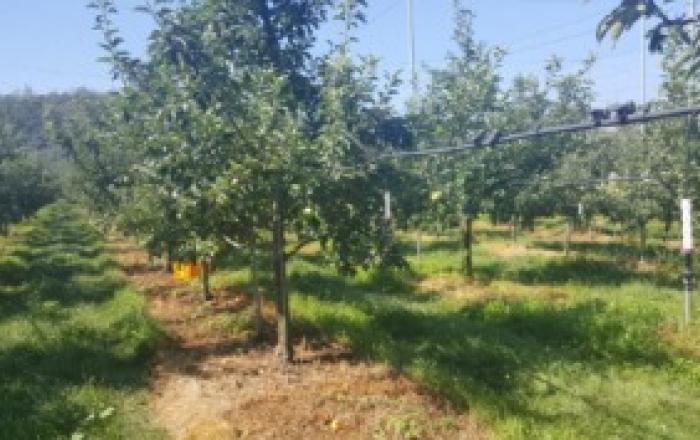 농촌진흥청, 폭염‧고온 농작물 피해 최소화 위한 관리 당부