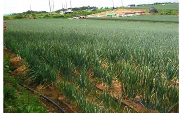 농촌진흥청, 여름철 대파 병해충 발생 주의 당부