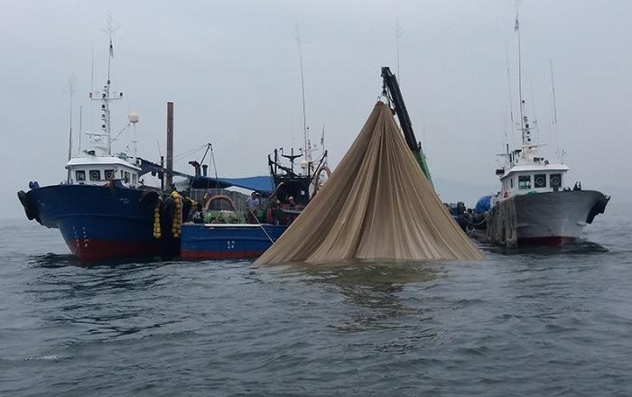 마른멸치 정부 비축 시작, 산지 가격 안정 기대