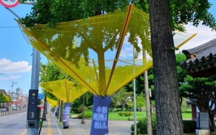수원시, 가을철 '은행나무 열매' 악취 조기에 잡는다