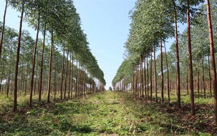 산림청, 국내 기업과 함께 해외산림자원 개발 활성화