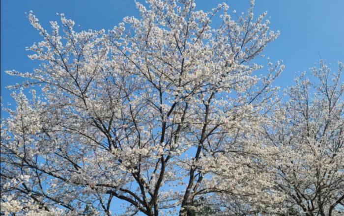 문화재청, 천연기념물 4대 매화 만개 소식 안내