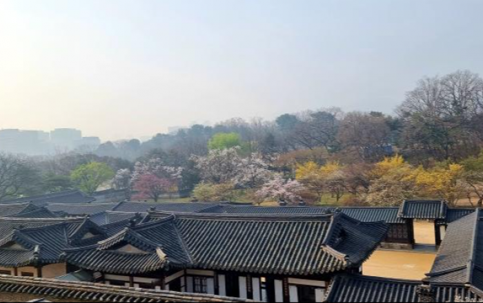 창덕궁·덕수궁에 내려온 봄 맞으러 오세요