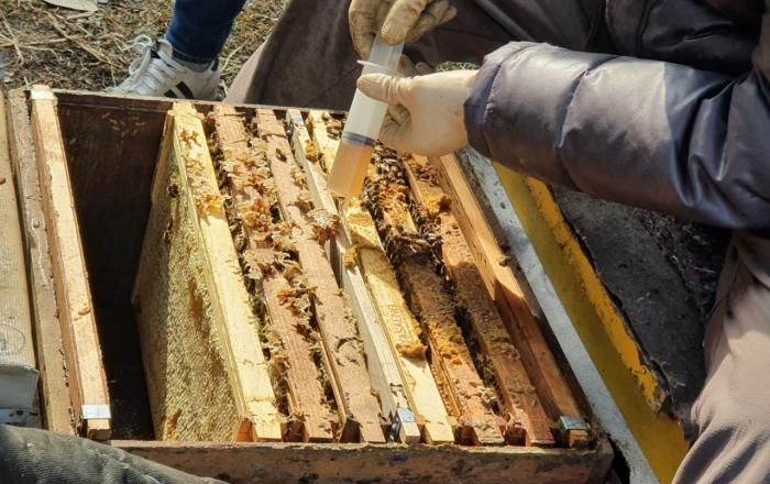 충북도, 봄철 꿀벌응애 일제 집중방제 실시