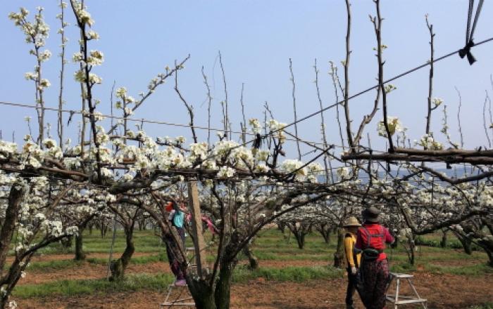 전남도, 봄철 영농기 필요인력 46만여명 수급 총력
