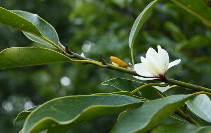 때아닌 봄 날씨에 초령목 ‘활짝’, 평년보다 한 달 앞서