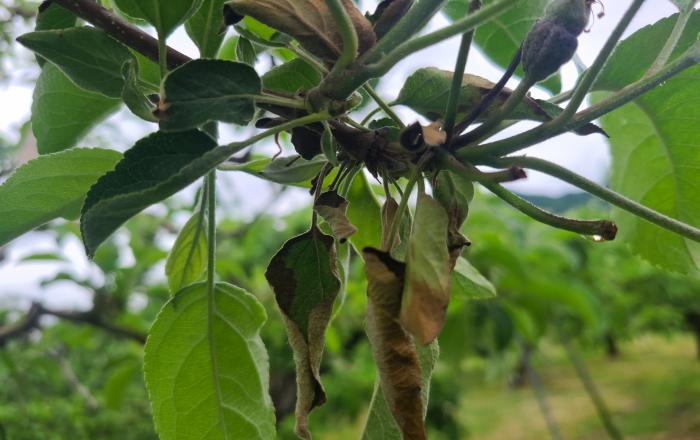 충주시 사과 과수원, 올해 첫 과수화상병 발생