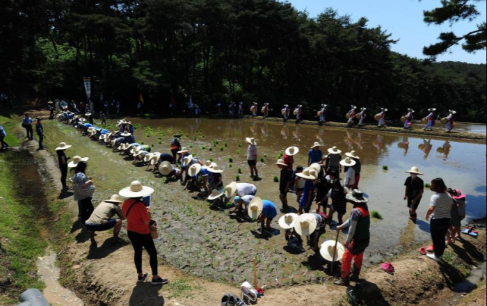 충무공 이순신 장군 위토에서 모내기 체험