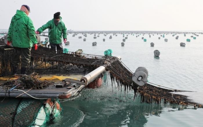 전남도, 2023년산 물김 생산액 360억 원으로 9％ 증가