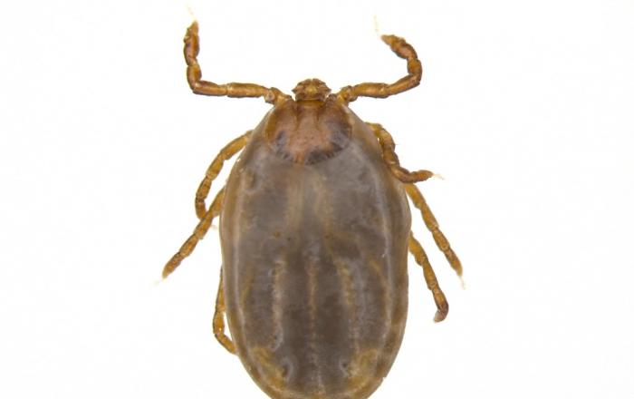 충북도 올해 첫 중증열성혈소판감소증후군(SFTS) 환자 발생