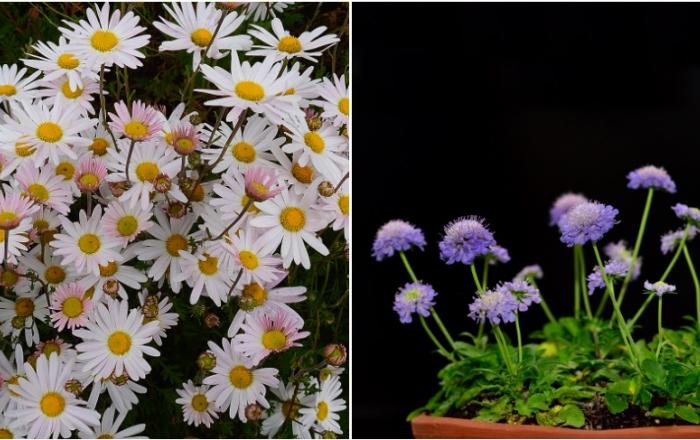 2020년도 산림신품종 육성지원 사업 추진