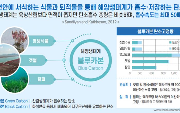 탄소흡수 ‘블루카본’으로 해양 기후재해 대응능력 강화한다