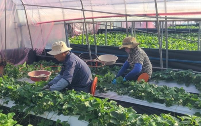 하동군, 외국인 계절근로자 1년 새 20배 늘었다