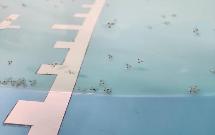 경기도, 고소득 품종 어린 주꾸미 10만 마리 화성·안산·시흥 연안 방류