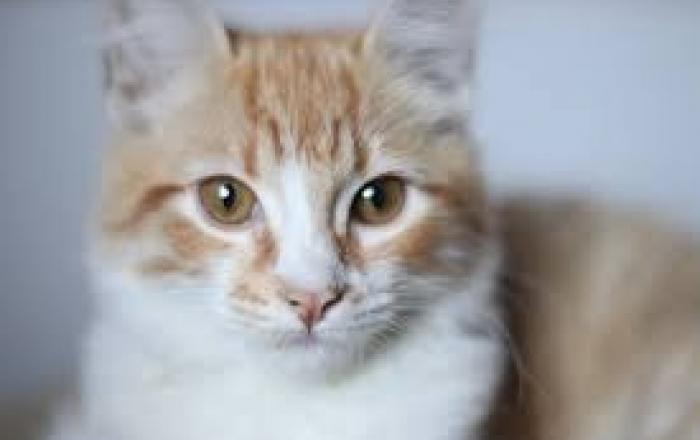 2월 17일부터 서울·경기 전지역 고양이 동물등록 가능