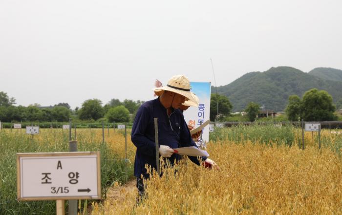 콩 이모작용 쌀귀리 6월 중하순 장마전 수확 끝내야