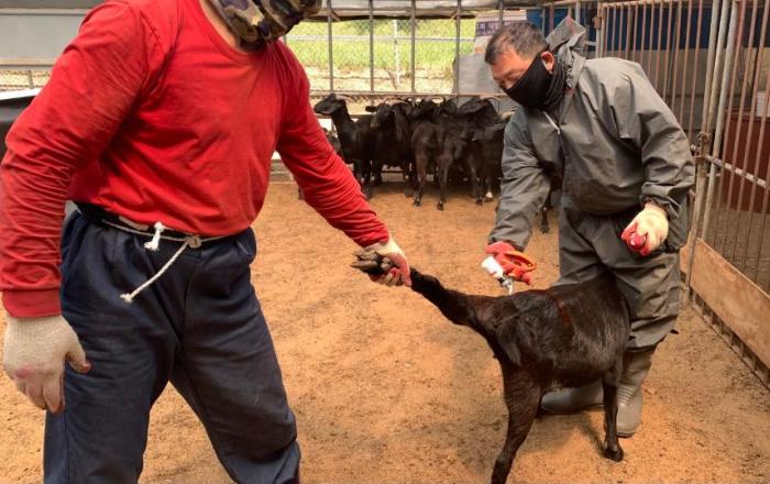 구제역 이동제한 해제, 세종시 청정지역 유지