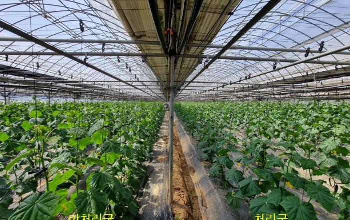 경기도 농기원 개발 광합성 균 사용해보니, 작물 생산량 25% 이상 증가