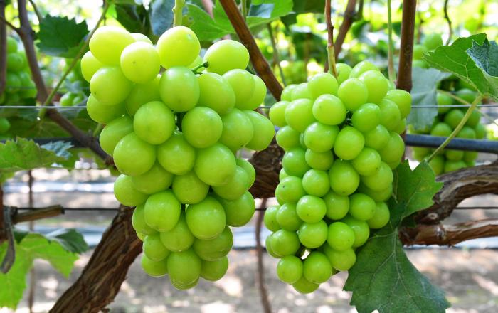맛 좋은 포도 생산의 비결은 타이밍