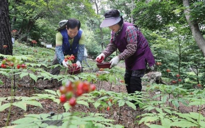 함양 지리산산양삼산업특구 지정 2025년까지 기간 연장
