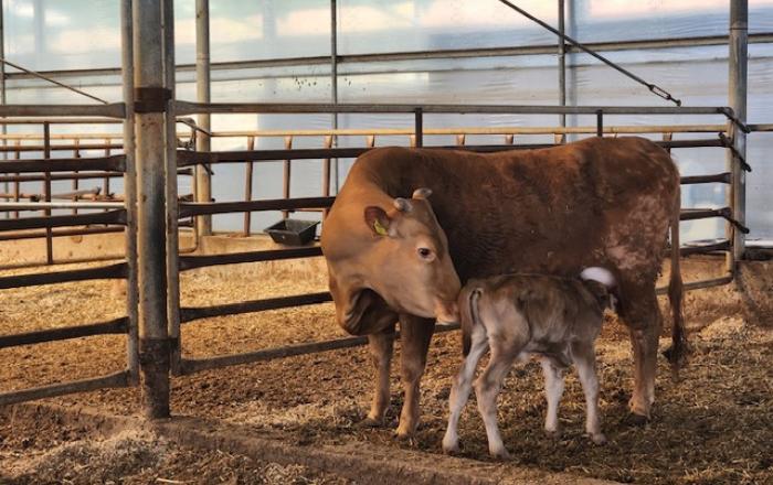 빅데이터로 한우를 키우니 우량 한우가 출생하네!