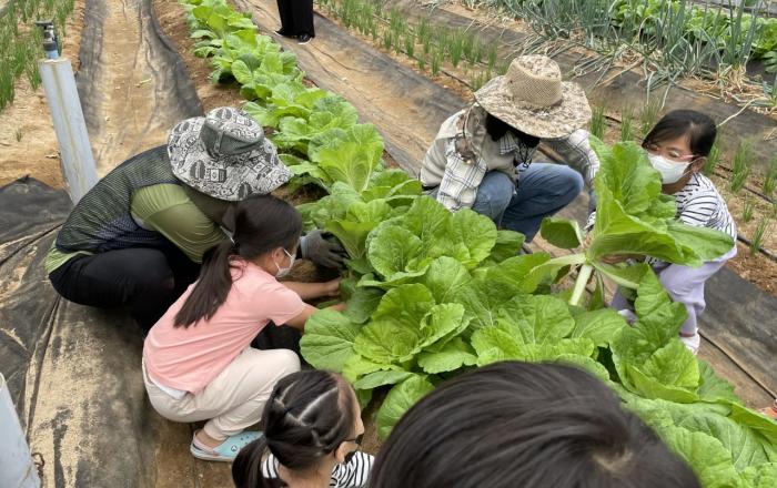 서울시, 배추 수확하고 가마솥에 옥수수도 찌고…농업체험 유‧청소년 600명 모집