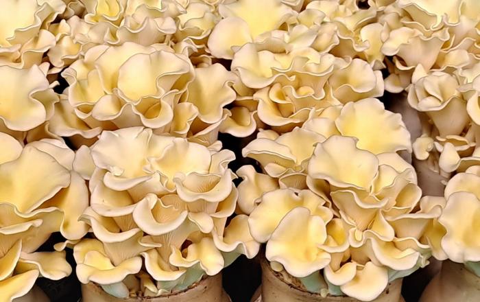 경기도농기원, “황금산타리 활용한 이색 버섯 요리 즐기세요”