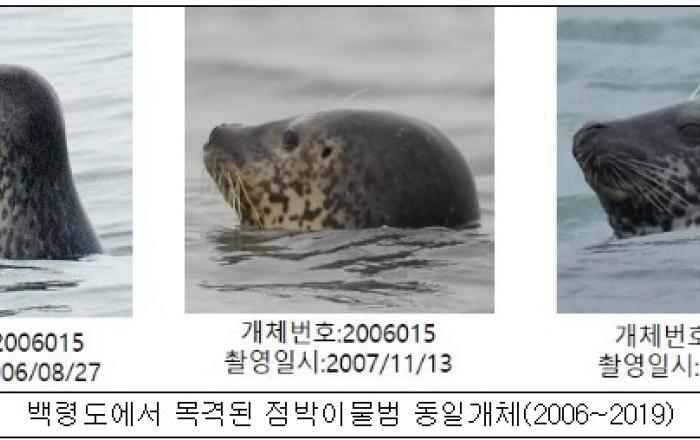 인공지능으로 더 빠르고 정확하게 점박이물범 식별 가능해져