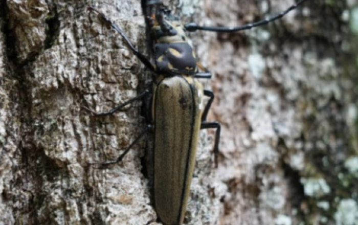 세계 최초 졸참나무에서 천연기념물·멸종위기야생생물 I급 장수하늘소 유충 확인