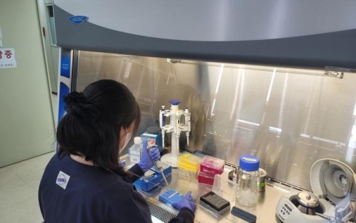 파주, 아프리카돼지열병(ASF) 방역대 농가 정밀검사 결과, 모두 음성