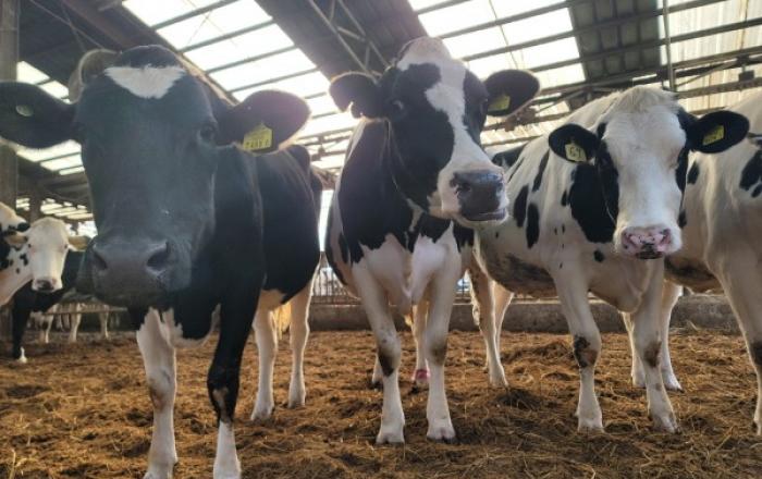 경기도, 102개 농장 대상 럼피스킨 백신항체가 조사 착수