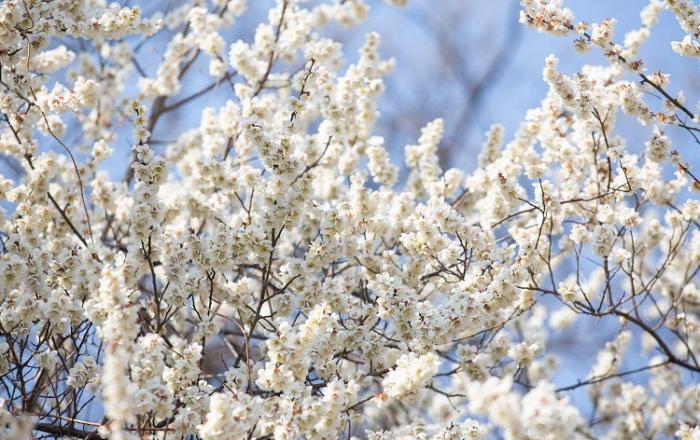 다시 봄, 홍릉숲 물들이는 하얀 봄꽃