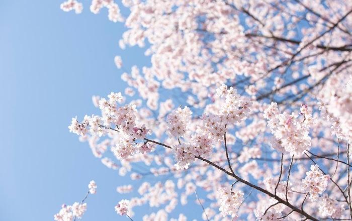 봄의 전령사 벚나무, 알고 보니 온실가스 저감 해결사