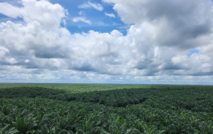 포스코인터내셔널, ISCC 국제 인증 받아 팜 사업 지속가능성 강화한다