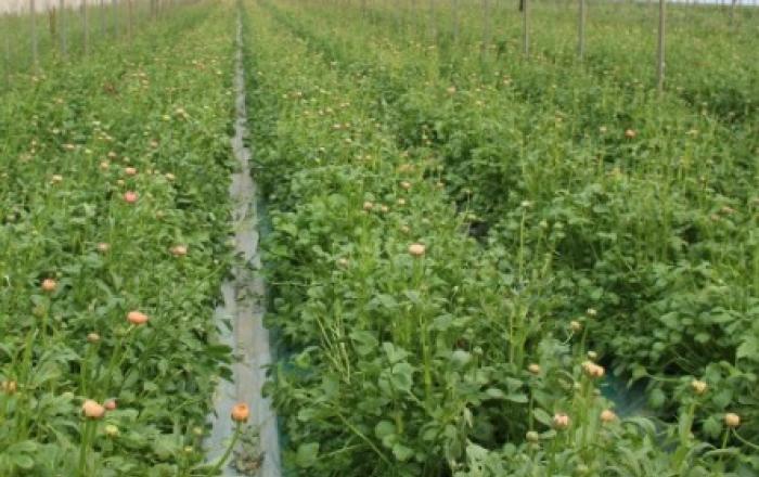 소비위축 겪고 있는 화훼·친환경농산물 재배농가 지원