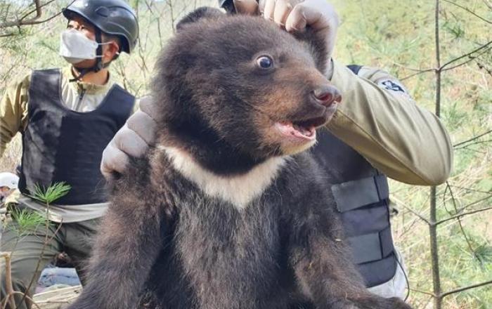 지리산 반달가슴곰 야생에서 3마리 새끼 출산