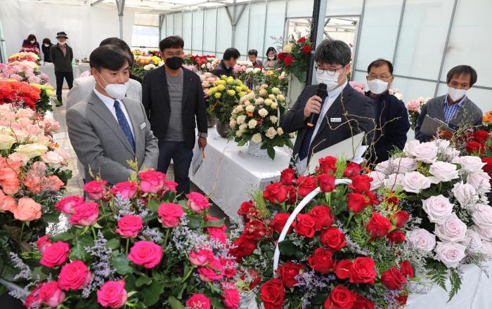 농기원, 핑크문 등 자체개발 장미 신품종 평가회 열어