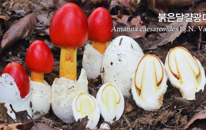 기존에 식용으로 알려진 버섯도 섭취 시 주의 필요