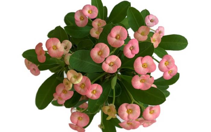 경기도농업기술원, 연중 꽃피는 꽃기린 신품종 ‘핑크라임’ 개발