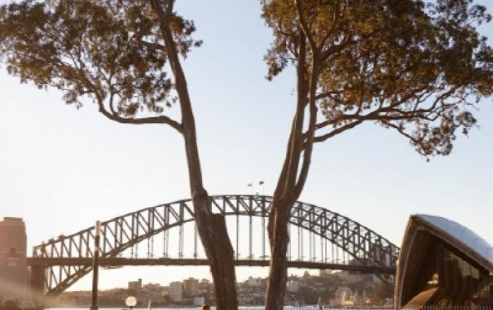 시드니에서 즐기는 여름 피크닉