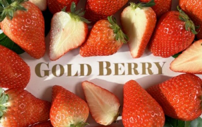 신세계라이브쇼핑, 크리스마스 맞아 골드베리 딸기 한정 판매