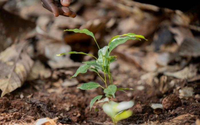 네슬레코리아, 커피부터 초콜릿까지 지속가능성 선순환 구현 앞장