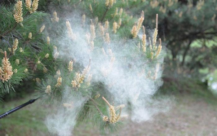 5월 불청객, “송화가루” 날리는 시기 점점 빨라져
