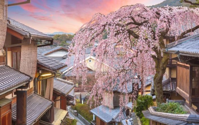 모두투어 ‘일본은 지금, 벚꽃 만끽’ 기획전 출시… 일본 전역 개화 시기·명소 한눈에