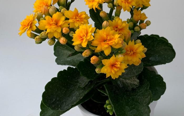 농업기술원, 국산 칼랑코에 신품종 ‘라비타’ 개발